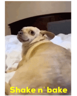 a dog laying on a bed with the words shake n ' bake below it