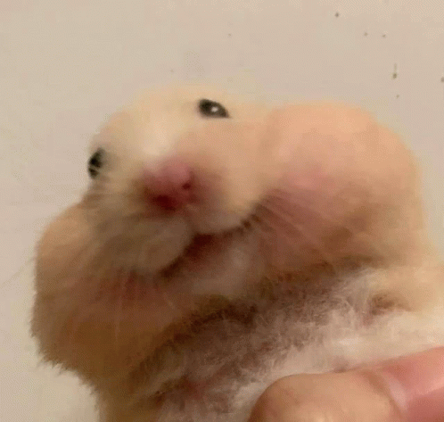 Hamster Vimi GIF - Hamster Vimi GIFs
