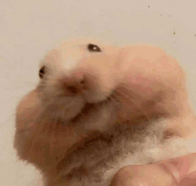 a close up of a hamster with its mouth open being held by a person .
