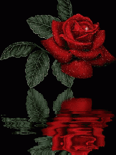 a red rose is reflected in the water with a star in the center