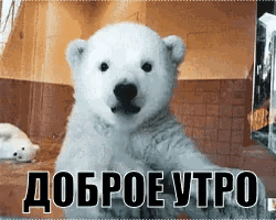 a picture of a polar bear cub with the words " доброе утро " written on it