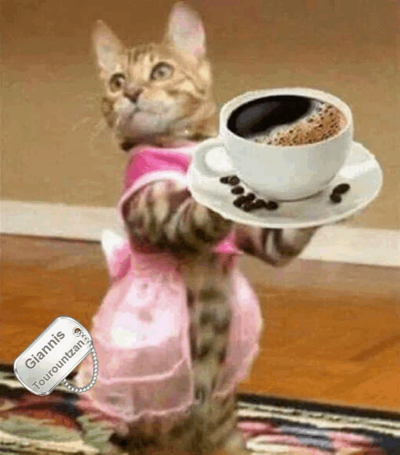 a cat dressed in a pink dress is holding a cup of coffee