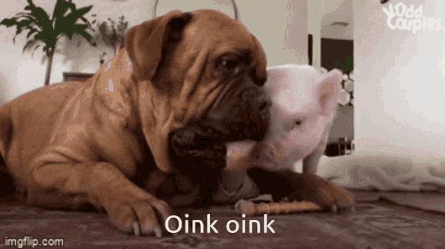 Pig Dog GIF - Pig Dog Cute Pig GIFs