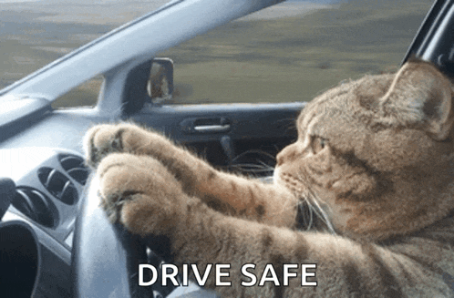 a cat is driving a car with the words drive safe written below it
