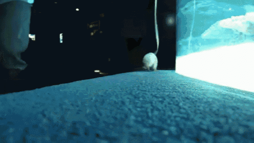a mouse is walking on a blue surface in front of a fish tank