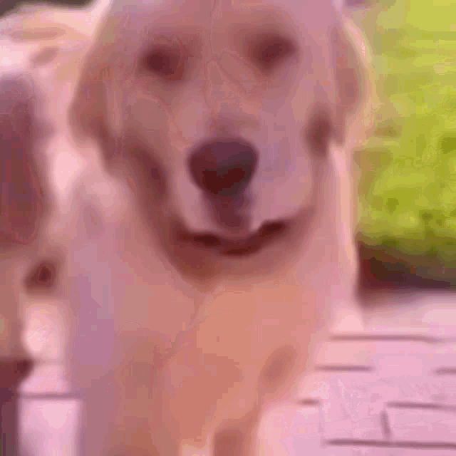 Dog Dog Backing Away GIF - Dog Dog Backing Away Meme GIFs