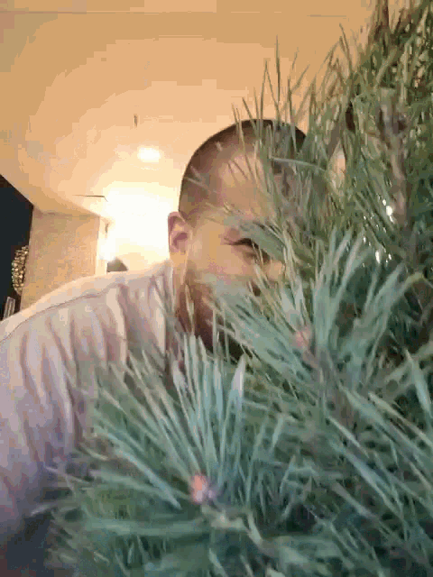 a man in a white shirt is peeking through a christmas tree