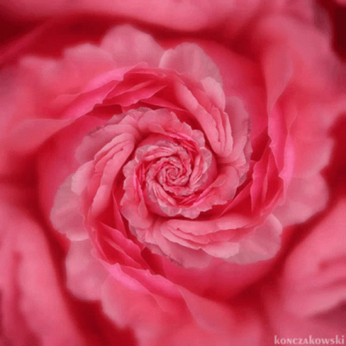 Flowers Loop GIF - Flowers Loop Pink GIFs