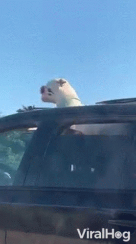Car Ride Viralhog GIF - Car Ride Viralhog Dog GIFs