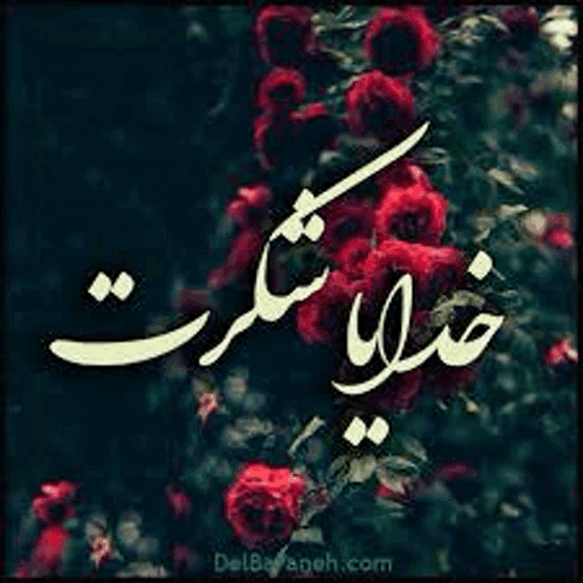 a picture of a bunch of red roses with arabic writing on them .