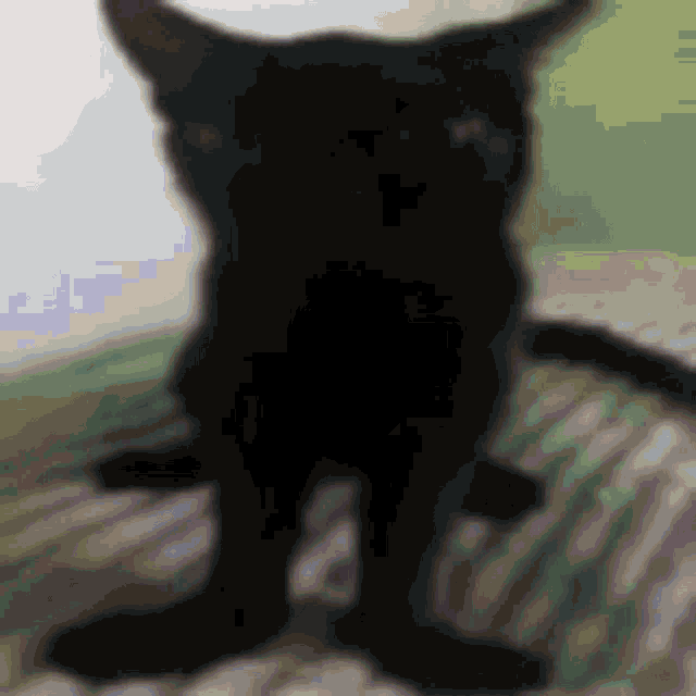 Baloongis Cat Black Funny Cat GIF - Baloongis Cat Baloongis Black Funny Cat GIFs