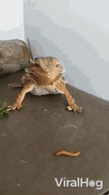 Bearded Dragon Viralhog GIF
