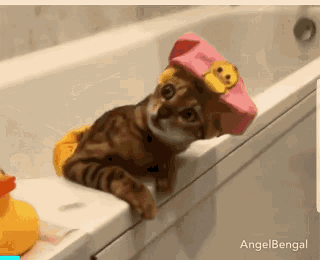 Kitty Bathtime GIF - Kitty Bathtime Tub GIFs