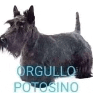 a black scottish terrier dog is sitting down on a white background .