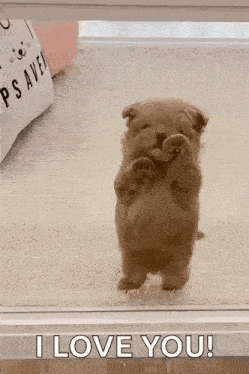 a small brown puppy is standing on its hind legs in front of a glass door and saying `` i love you '' .