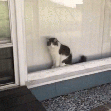 Cats Window GIF - Cats Window Stare GIFs