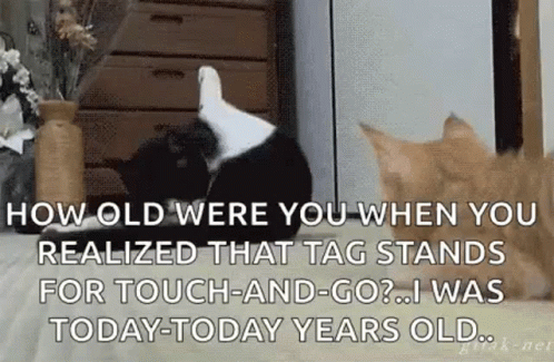Tag Cats GIF - Tag Cats How Old Were You GIFs