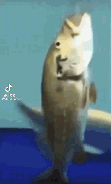 Funnifish GIF - Funnifish GIFs
