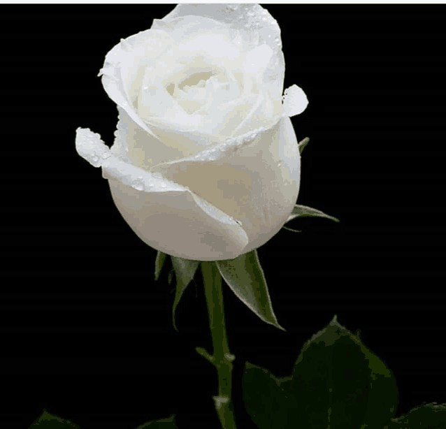 a white rose with water drops on it