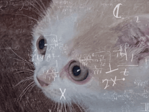 a close up of a cat 's face surrounded by math equations and symbols