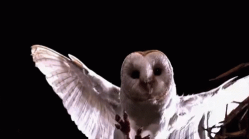 Owl Claws GIF - Owl Claws GIFs