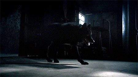 a black dog with red eyes is walking in the dark