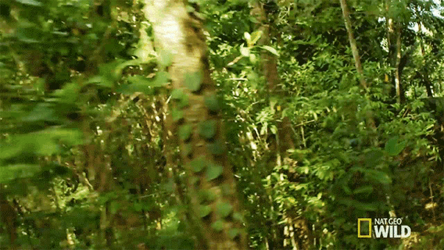Flying An Orchids Trap GIF - Flying An Orchids Trap Wings Of Life GIFs