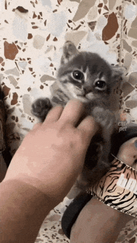 kitten-belly-scratch-kitten.gif