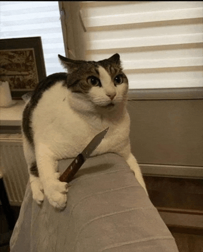 a cat is sitting on a couch with a knife in its paw