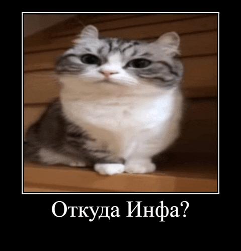 a gray and white cat is sitting on a set of stairs with a poster that says " откуда инфа "
