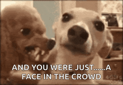 a picture of two dogs with the caption " and you were just .... a face in the crowd "