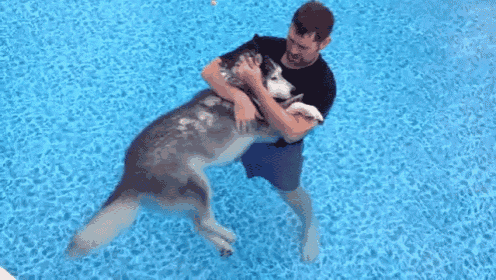 Man'S Best Friend GIF - Dog Siberianhusky Pool GIFs