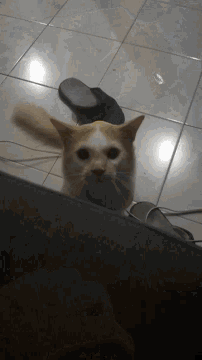 a cat standing on a tiled floor next to a person 's foot