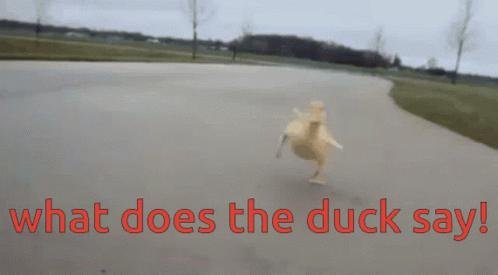 What Does The Duck Say Cute GIF - What Does The Duck Say Cute Duck GIFs