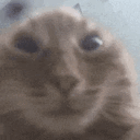 Shocked Vahui GIF - Shocked Vahui Cat GIFs