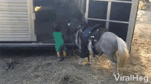 a boy standing next to a horse in a trailer that says viralhog on it