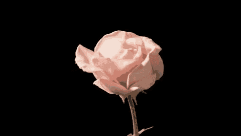 a close up of a pink rose against a black background .