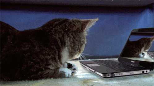 Computer Cat GIF - Computer Cat GIFs