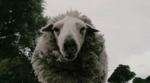 Black Sheep GIF - Black Sheep GIFs