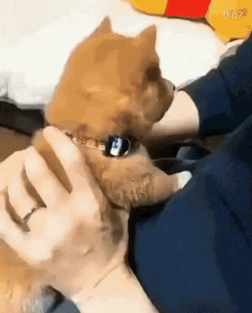 a person is petting a small dog with a collar on its neck .