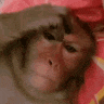 a close up of a monkey laying on a bed with a red blanket .