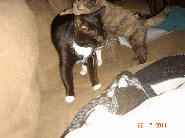 two cats standing next to each other on a couch with a date stamp of 22 7 2011