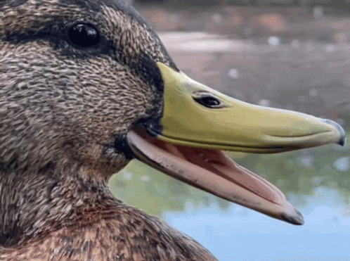 Duck Ducky GIF - Duck Ducky Quack GIFs