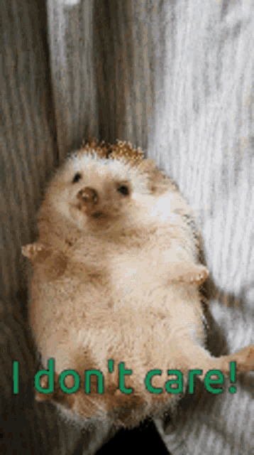 Hedgehog I Dont Care GIF - Hedgehog I Dont Care Hedgehog Cute GIFs