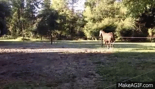 Horses Field GIF - Horses Field Playing GIFs