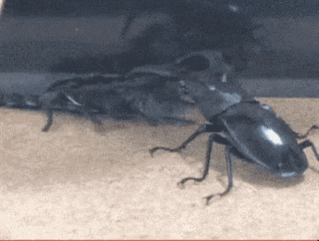 Mine Beetle GIF - Mine Beetle Scorpion GIFs