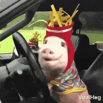 Pig Car GIF