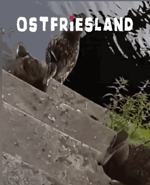 ostfriesland is written on the bottom of a photo