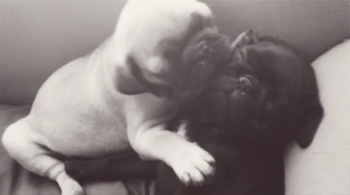 Puppy Puppies GIF - Puppy Puppies Kisses GIFs