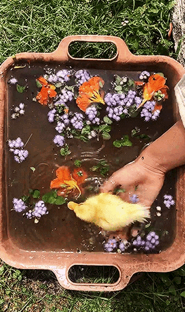 a person is holding a small yellow duck in a tray of water with flowers
